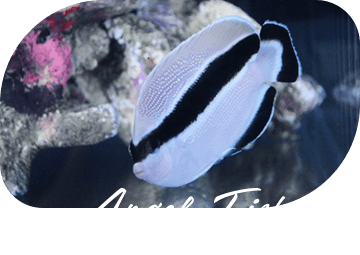 Angel Fish ヤッコ・エンゼル