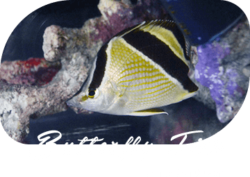 Butterfly Fish チョウチョウウオ