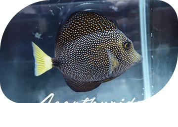 Acanthuridae ハギ・ニザダイ