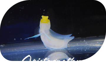 Opistognathus ジョーフィッシュ