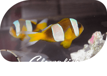 Clownfish クラウンフィッシュ