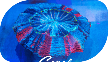 Ｃｏｒａｌ サンゴ