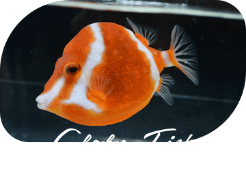 Globe Fish フグ